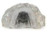 Spiny Leonaspis Trilobite - Morocco #245539-2